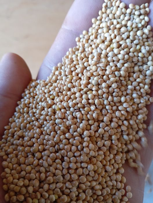 Sprzedam proso zbiór 2025