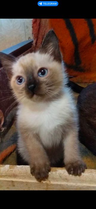 Продаються котята сіамської породи