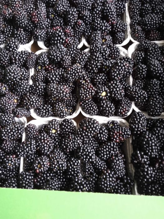 sok jeżynowo-malinowy sok z jeżyn 330ml wysyłka