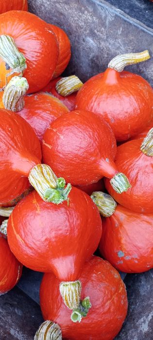Dynia hokkaido 15 kg bez nawozów z własnej działki