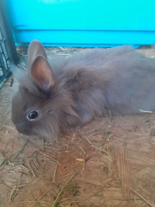 Króliki miniaturki i baranki