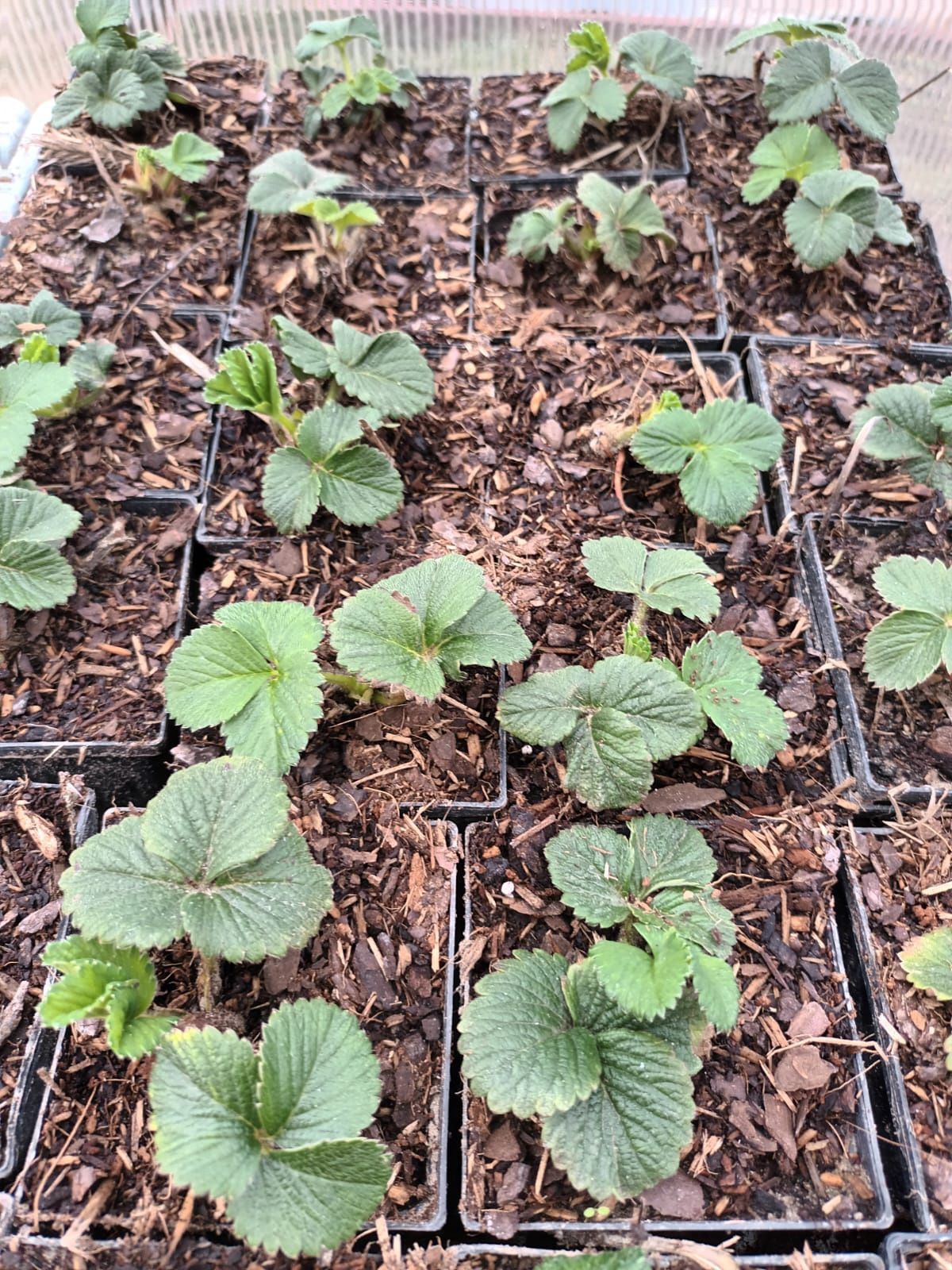 20 sztuk truskawek z własnego ogródka