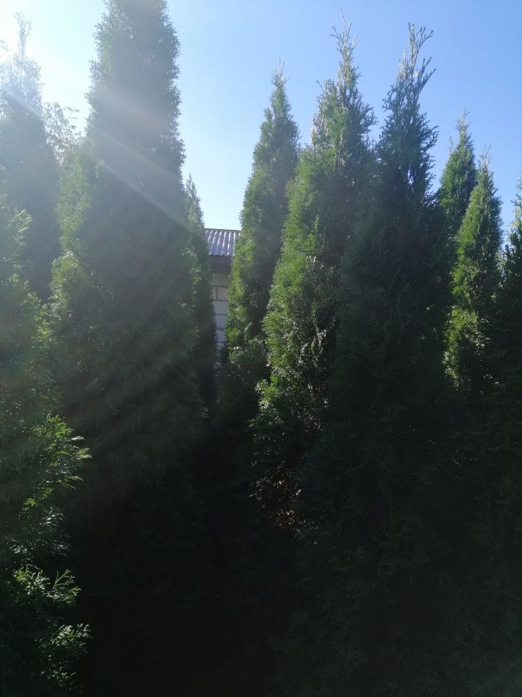 30zł Tuje Szmaragdowe 160-250cm Krzewy Iglaste. Duża ilość. Okazja !!