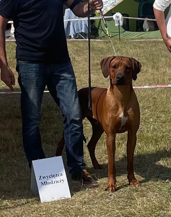 Rhodesian Ridgeback Likwidacja Hodowli Młodzieżowy Champion Polski FCI