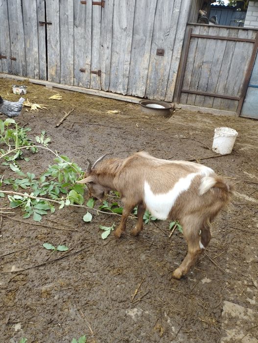 Продам козенят 7 місяців