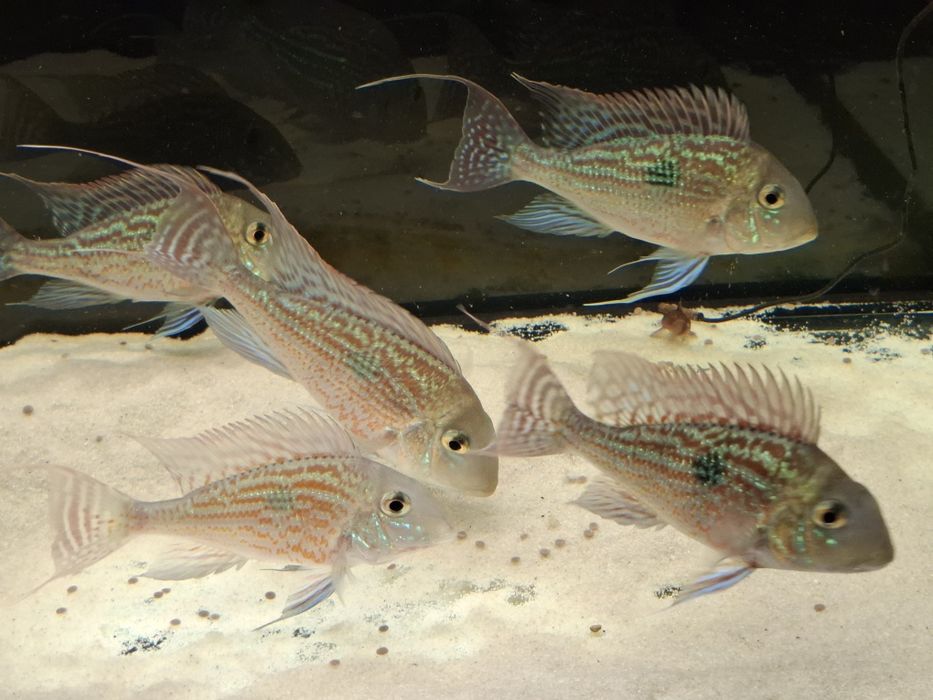 Ziemiojad sveni 6 sztuk