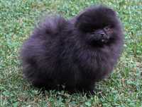 Chłopiec pomeranian