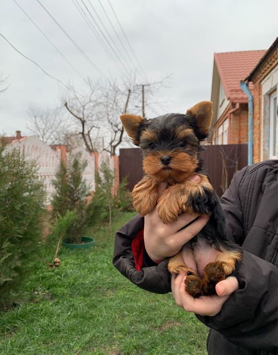 Йорк міні,мілкий стандарт