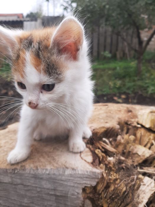 Віддам даром котят