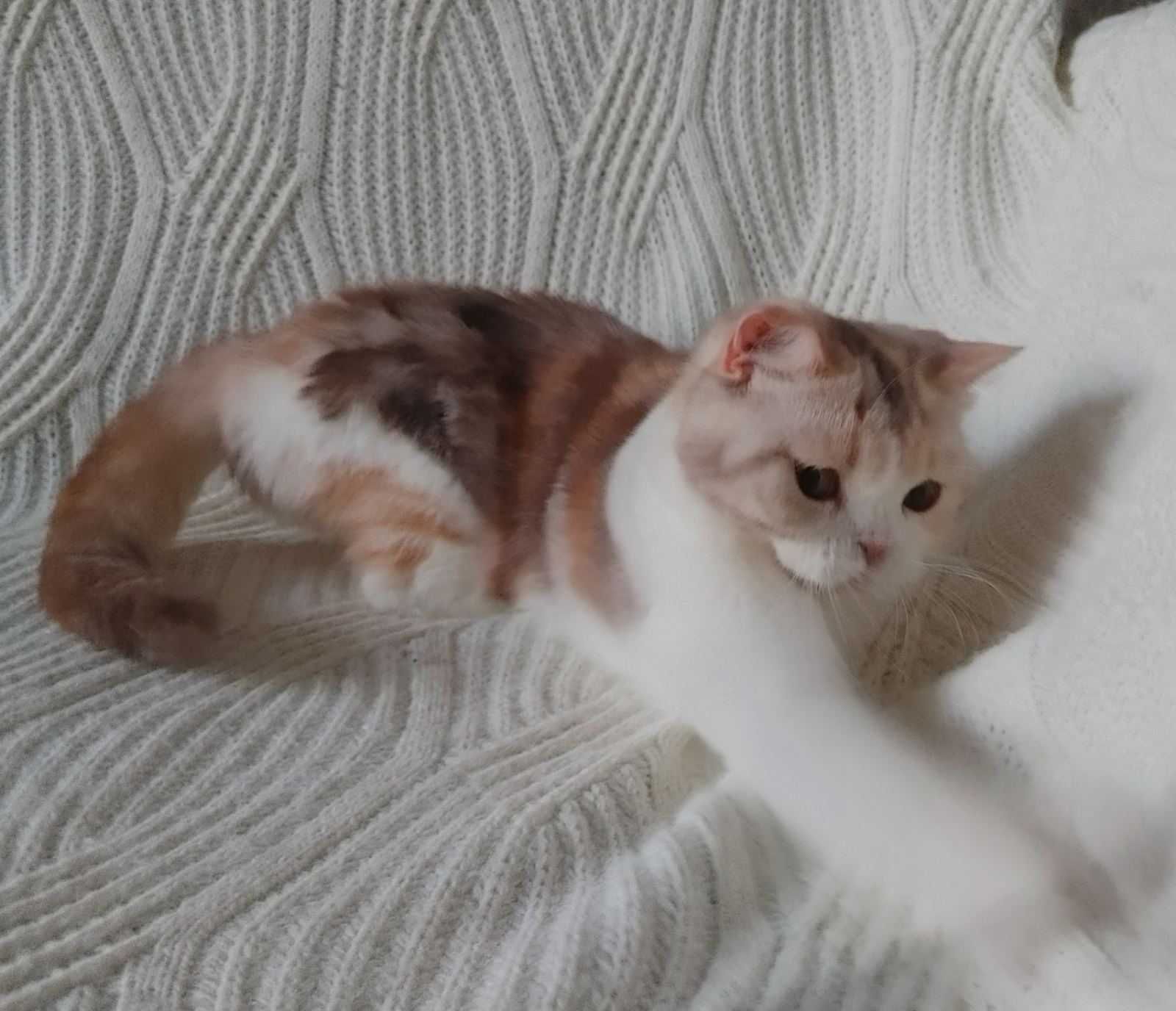 Плюшечка и милашка- девочка в редком окрасе choco calico. Киев