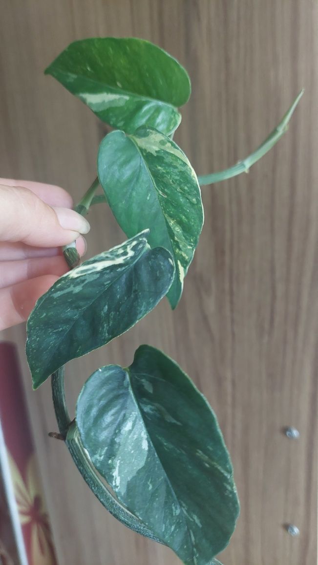 Epipremnum pinnatum variegata