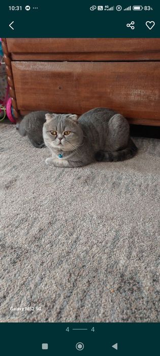 Продам шотландських котят