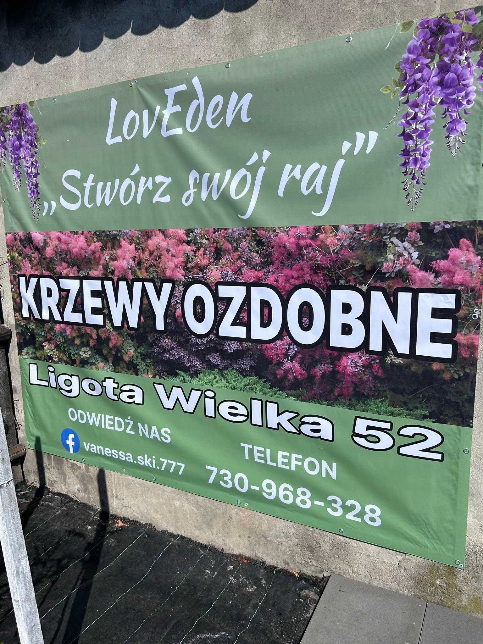 Robinia akacjowa