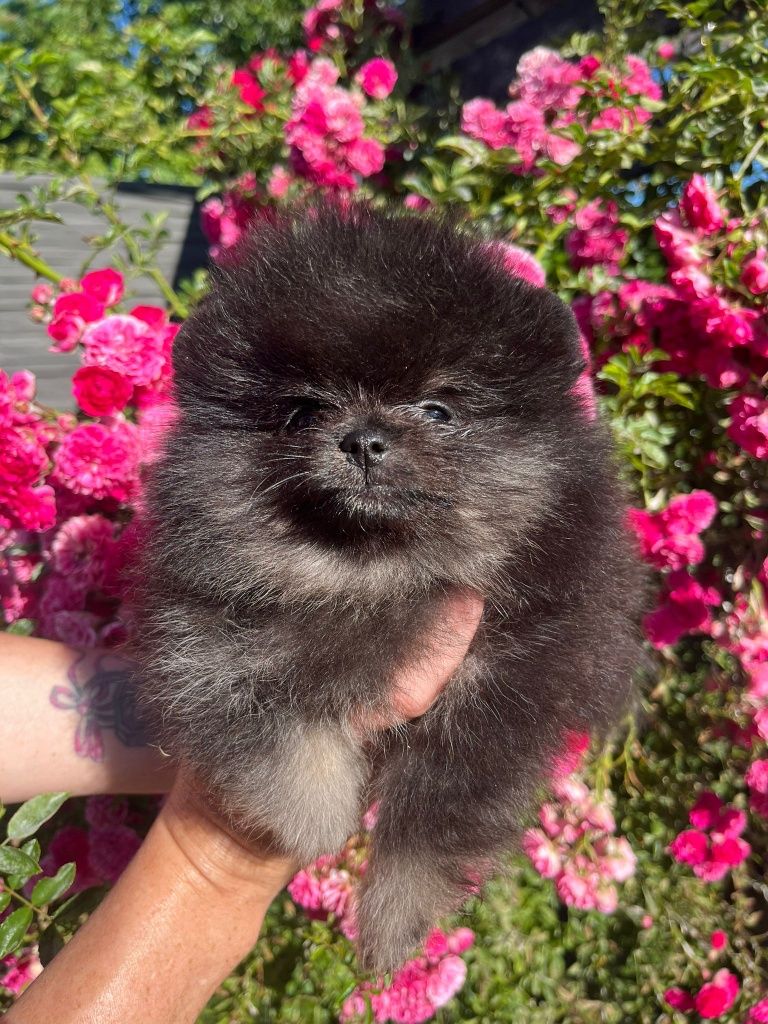 Szpic miniaturowy pomeranian