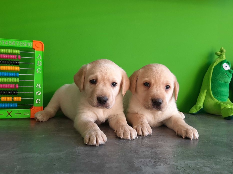 Labrador Retriever biszkoptowy.