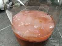 Kombucha, scooby, scoby, grzybek z matką Kombuchy