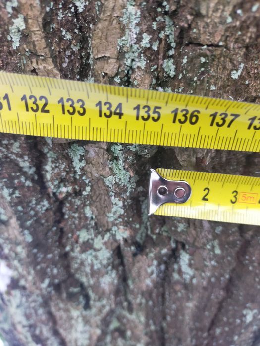 Sprzedam Dęby  na  pniu