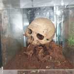 Terraria regały pajączki  do sprzedania