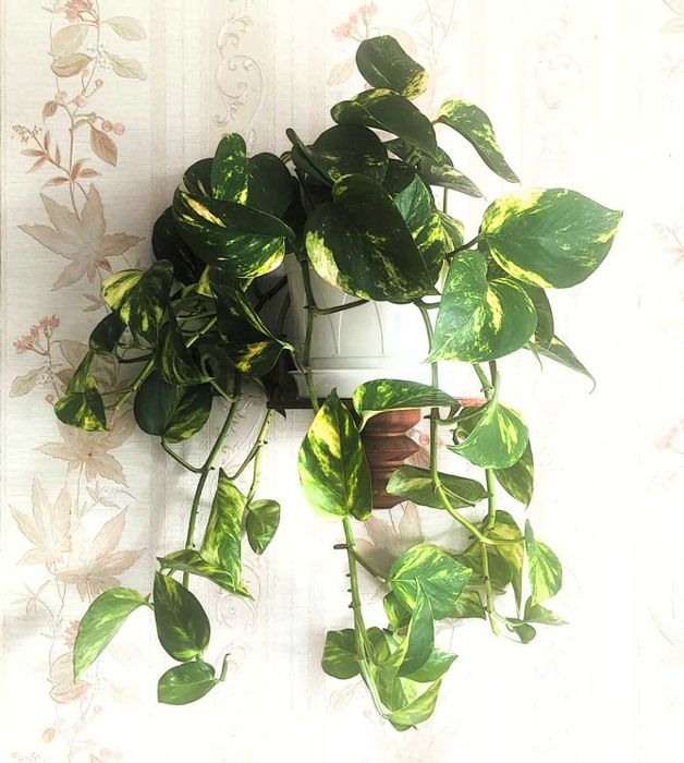 Filodendron pnący Epipremnum ‘Hicolor’ zwane również ‘Golden Queen’
