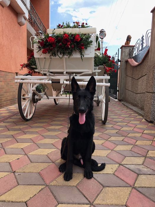 Немецкая овчарка подростки