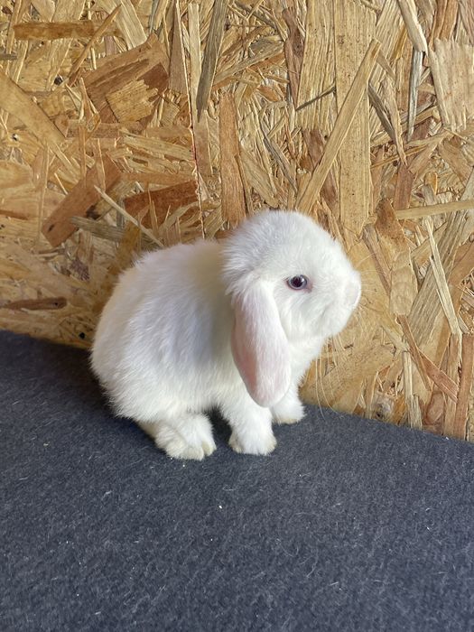 Sprzedam dwie samiczki mini lop