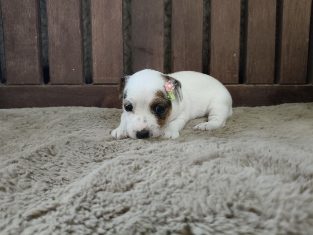 Jack Russell Terrier Fêmea