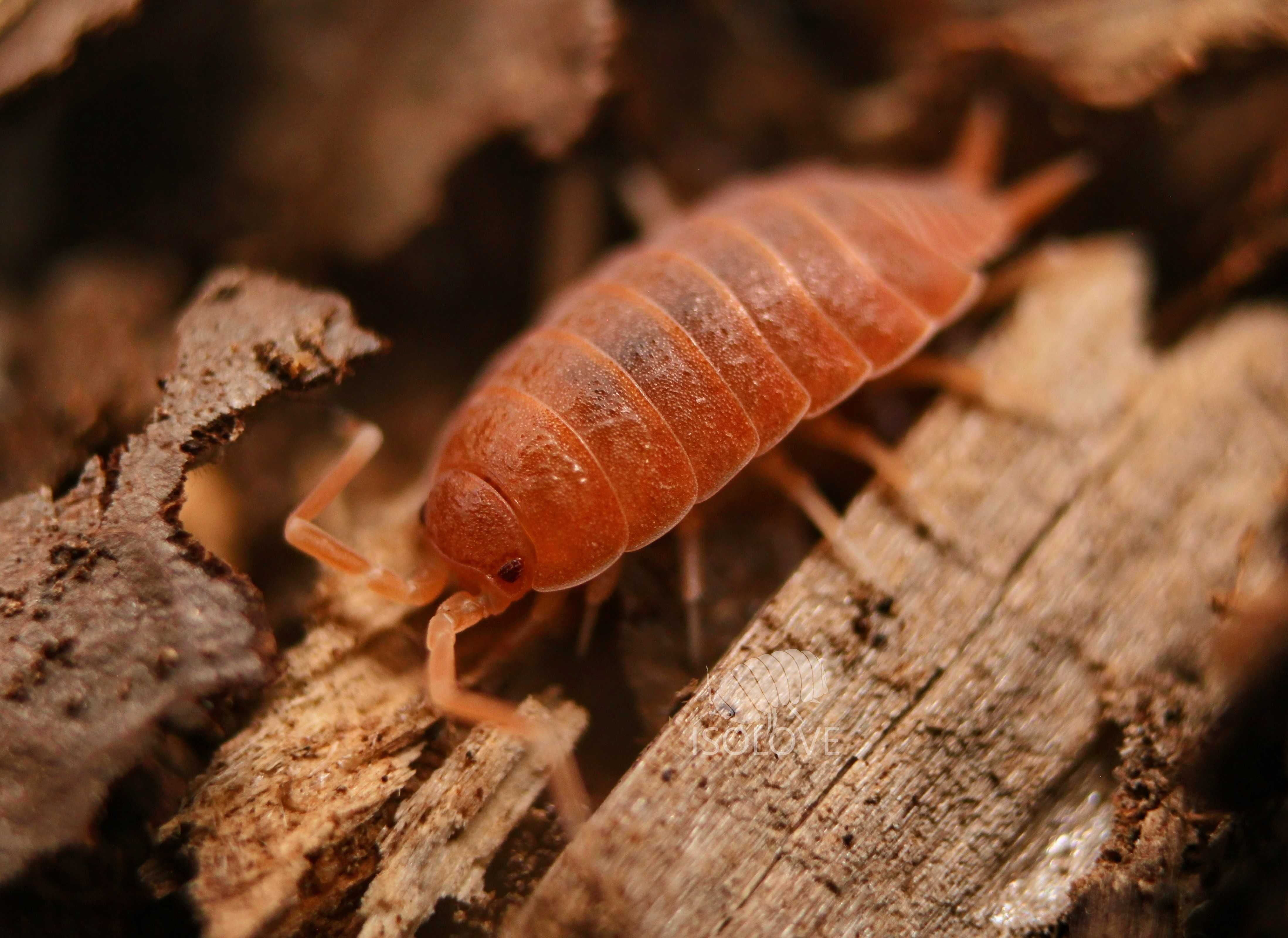 Porcellionides pruinosus "powder orange", ekipa sprzątająca, isopoda