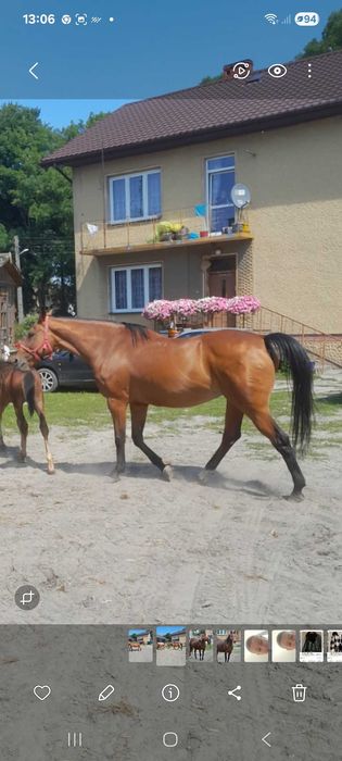 Sprzedam klacz małopolską