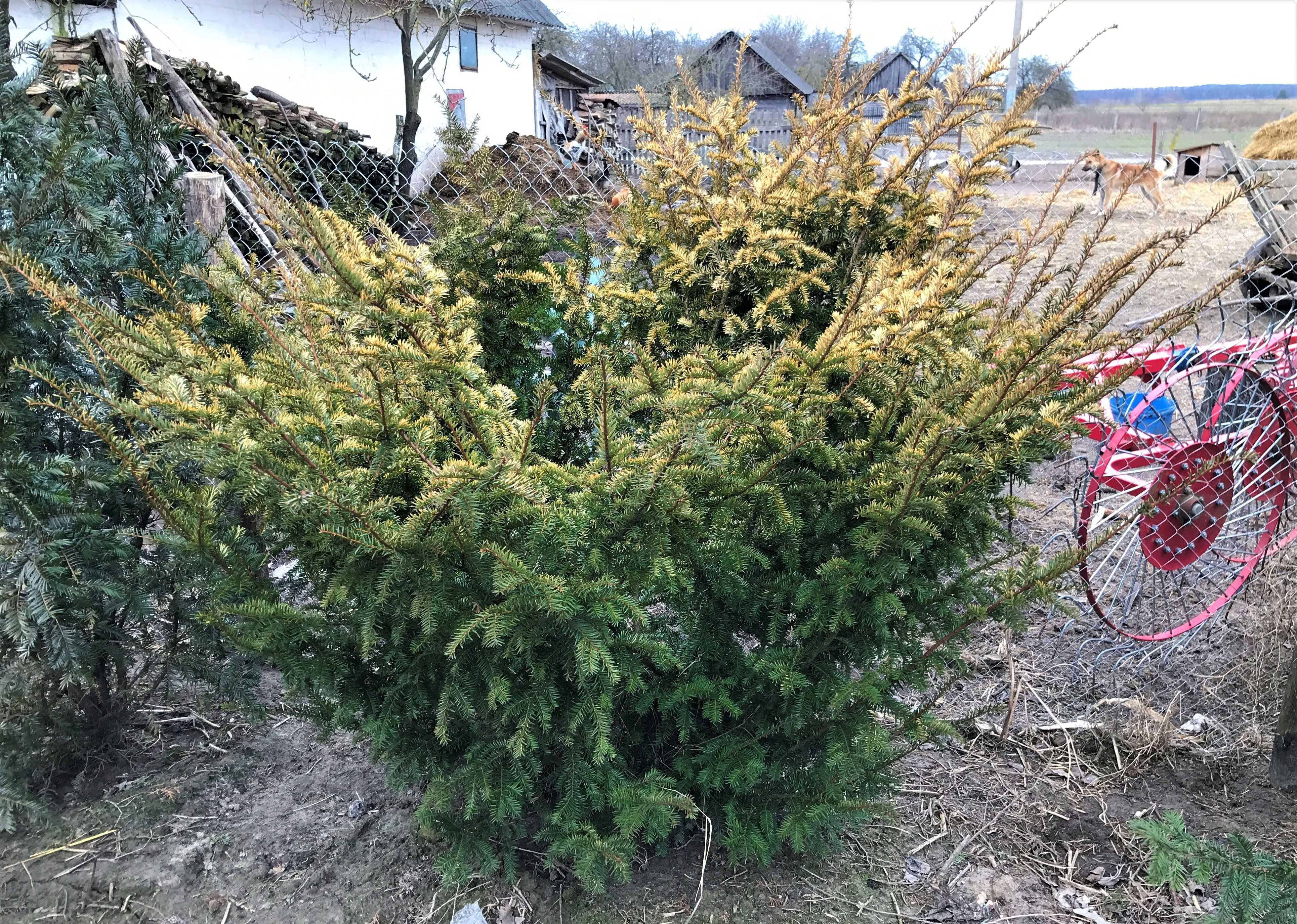 Тис ягідний крупномір 1.6 - 2 м(тис ягодный, Taxus baccata)