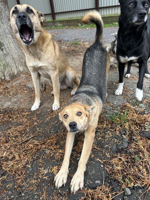 Лагідна собачка Жужа шукає дім! Стерилізація та вакцинація будуть.
