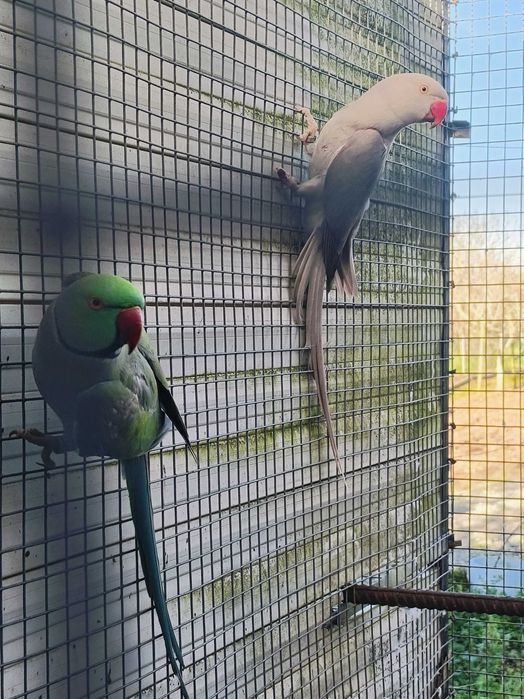 Ring neks reprodutores