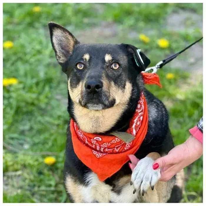 Спокойная собака в добрые руки