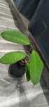 Хойя sp Sabah epc 961, callistophylla UT 158, crassipetiolata splash