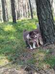 Border Collie - Zuko - świetny chłopak