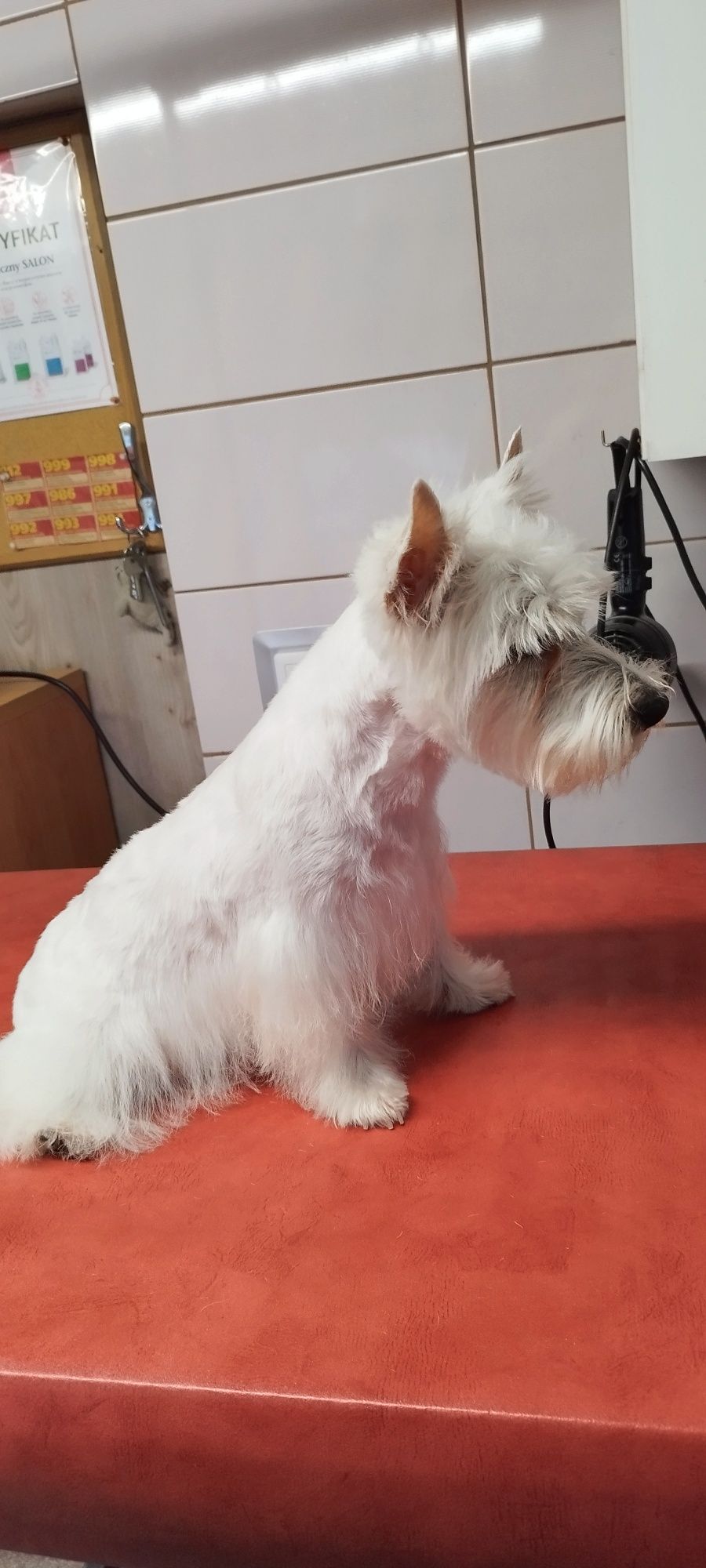 Sprzedam szczeniaka rasy west highland white terrier