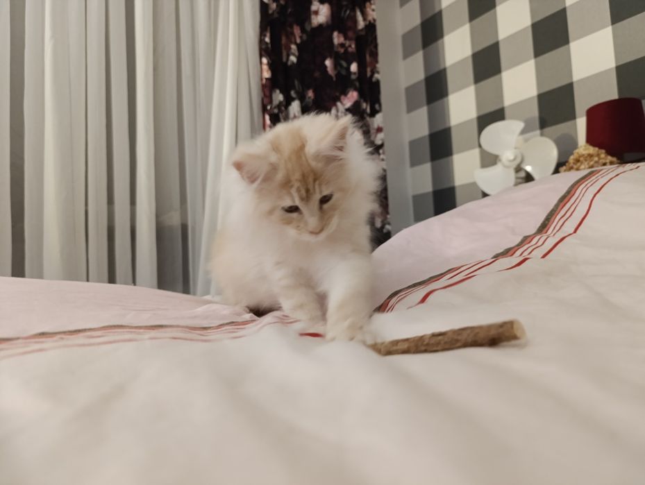 Ruda srebrna kotka do hodowli z prawami