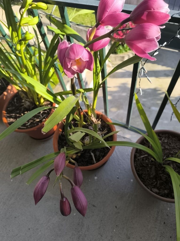 Orquídea cor Rosa