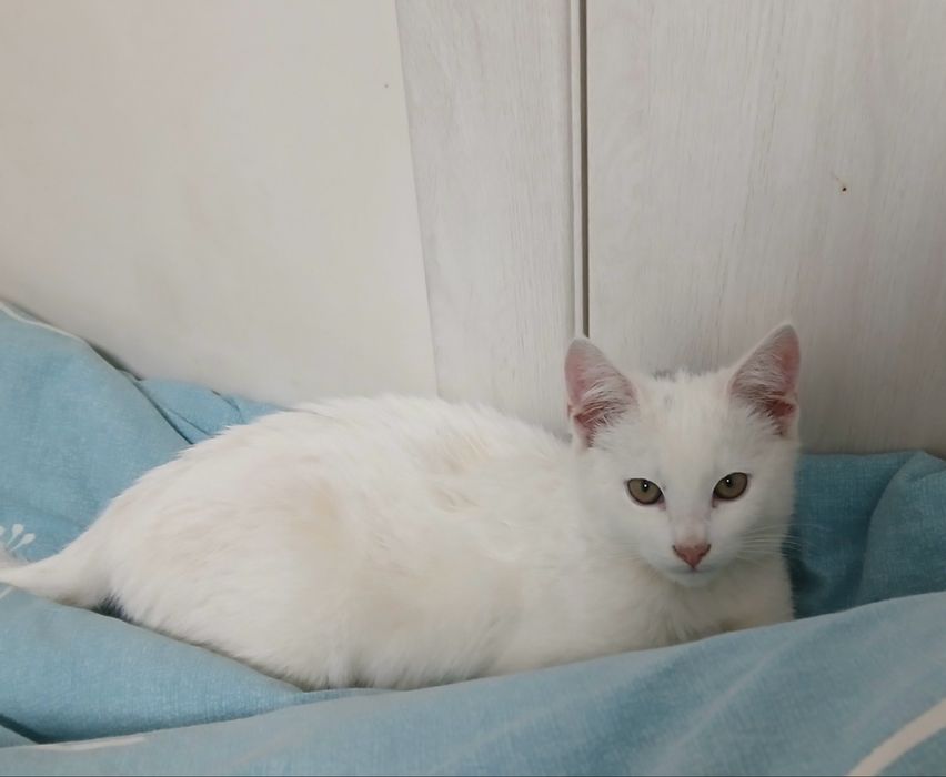 Кошеня (кіт) безкоштовно!