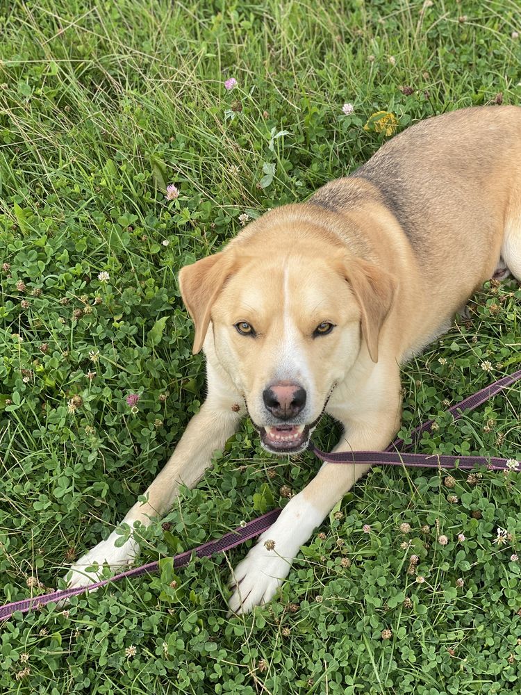 Bosski - wspaniały pies w typie labradora mix amstaff