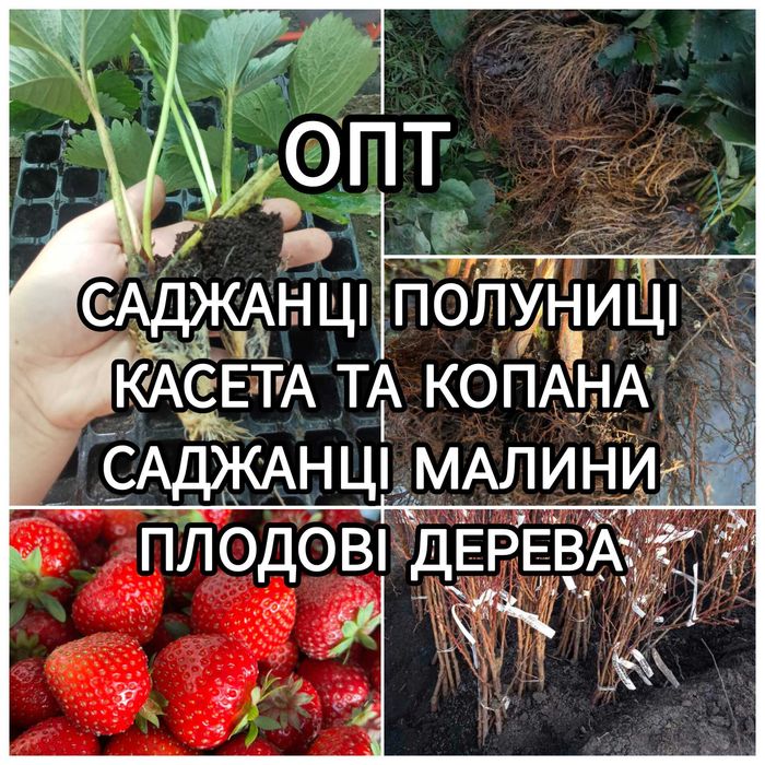 Розсада Полуниці Саджанці Малини Плодові дерева Рассада Клубники