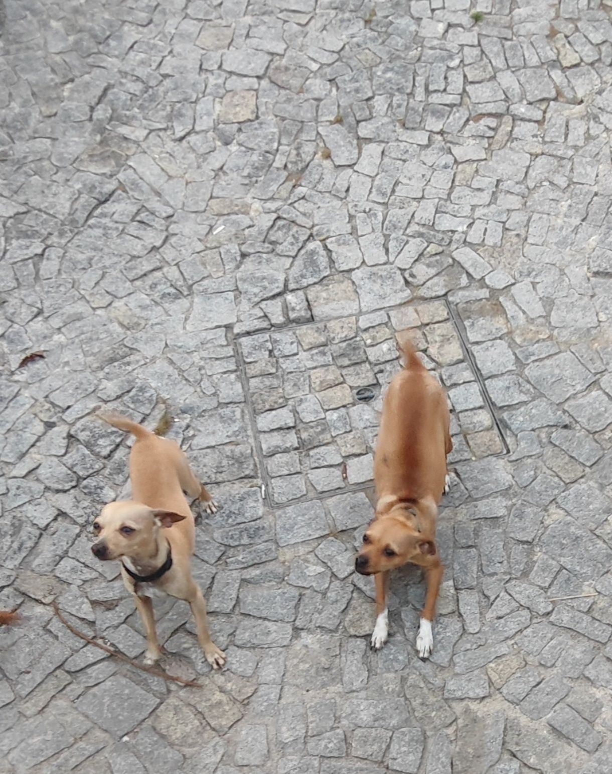 Cachorros travessos de pinscher para adoção