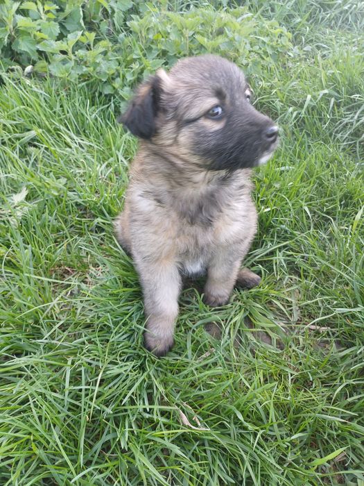 Собачата,чудові песодіти