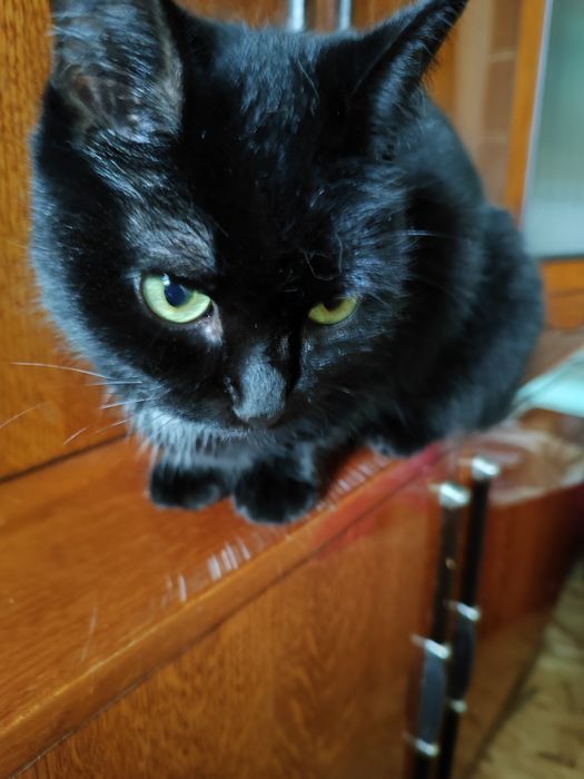 Бесплатно отдаётся в хорошие руки кошечка