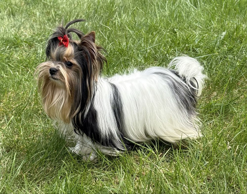 York Biewer piesek XS MINI z rodowodem Yorki Yorkshire Terrier
