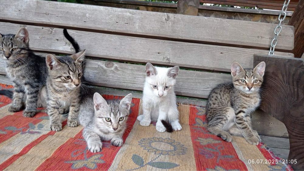 Відам в добрі руки кошенята