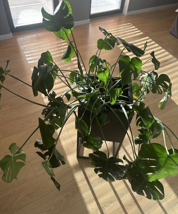 Monstera duża - piekna