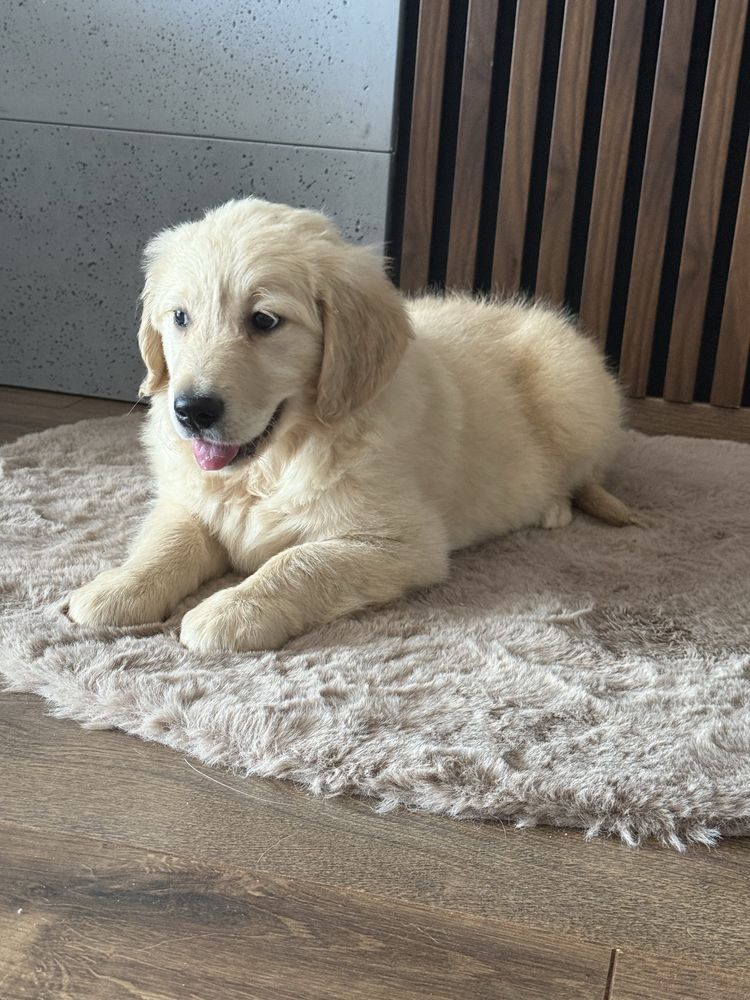 Suczka Golden Retriever