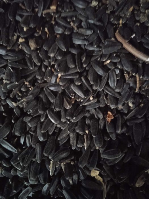 Соняшник кондитерський