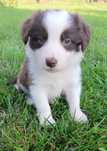 Border Collie prześliczna dziewczynka  Czekoladowo Biała