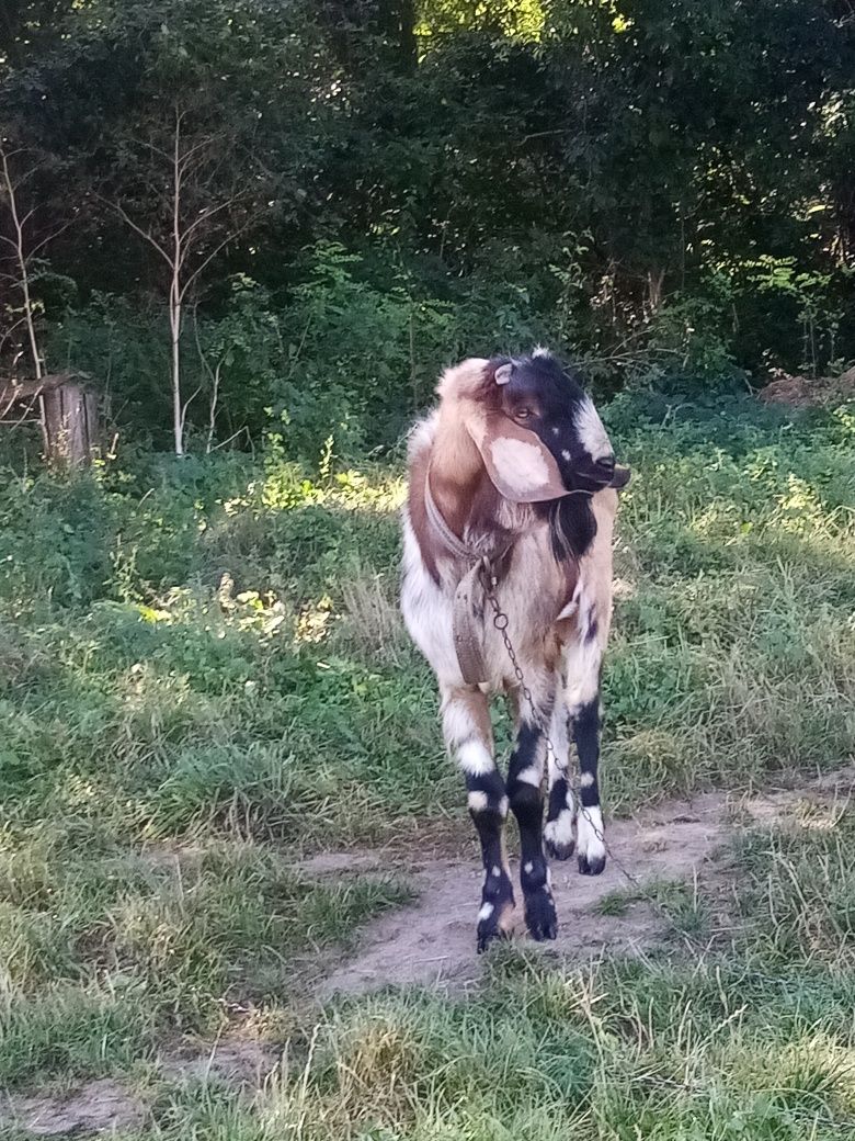 Англо нубійські цап